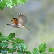 Robin Flying To Nest Poster