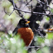 Robin Red Breast Poster