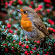 Robin Redbreast Poster