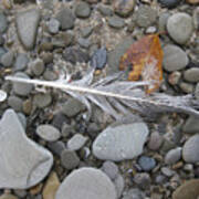 Rock Feather Shell Leaf Poster