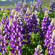 Rocky Mountain Lupines Poster
