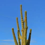 Romantic Skies Saguaro Cactus Poster