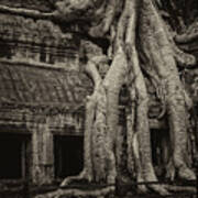 Roots In Ruins 3, Ta Prohm, 2014 Poster