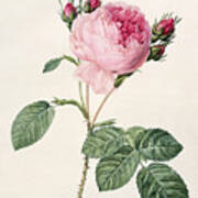 Rosa Centifolia Poster