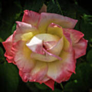 Rose From Mable Ringling's Garden Poster
