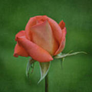 Rose In Bloom Poster