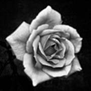 Rose In Mono. #flower #flowers Poster