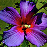 Rose Mallow Poster