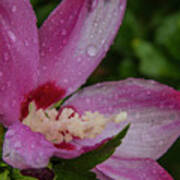 Rose Of Sharon Hibiscus With Rain Drops Poster