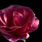 Rose Rose On Black Ii Poster