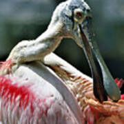 Roseate Spoonbill Poster