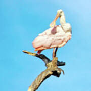 Roseate Spoonbill Poster