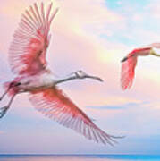 Roseate Spoonbills In Flight. Poster