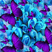 Roses And Purple Butterflies Poster