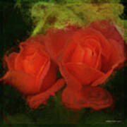 Roses Orange Red Poster