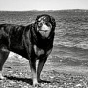 Rottweiler At The Shore Poster