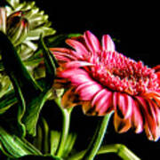 Rough Red Daisy With Greenery Poster