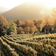 Rows Of Vine In A Vineyard In Ticino, Switzerland At Sunset Poster