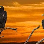 Royal Flush - African Black Eagles Poster