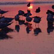 Royal Tern Sunrise 11-19-16 Poster