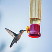 Ruby-throated Hummingbird 4 Poster