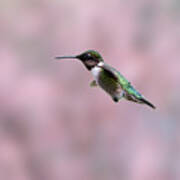 Ruby-throated Hummingbird  Flying By Poster