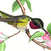 Ruby-throated Hummingbird Poster