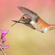 Rufous Hummingbird With Penstemon Poster