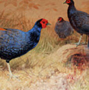 Rufous Tailed Crested Pheasant Poster