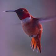 Rufus Hummingbird Poster