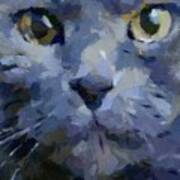 Russian Blue Cat Poster