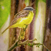 Rusty Margined Flycatcher Panaca Quimbaya Colombia Poster