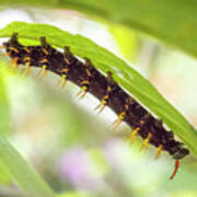 Rusty Tipped Page Larva Jardin Botanico Del Quindio Colombia Poster