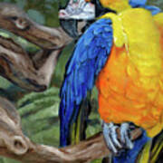 Safari Parrot Poster