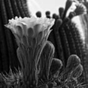 Saguaro Bloom Poster
