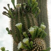 Saguaro Buds And Blooms Poster