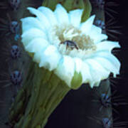 Saguaro Flower Poster