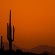 Saguaro Sunset Poster