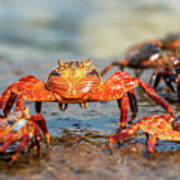 Sally Lightfoot Crab On Galapagos Islands Poster