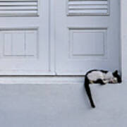 San Juan - Let Sleeping Cats Lie Poster