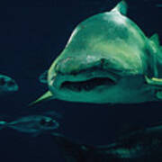 Sand Tiger Shark Poster