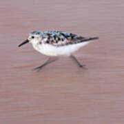 Sanderling On The Run Poster