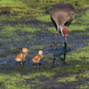 Sandhill Crane And Babies Poster