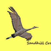 Sandhill Crane In Flight Poster
