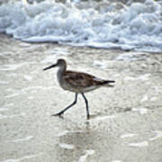 Sandpiper Escaping The Waves Poster