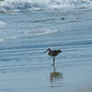 Sandpiper On The Beach Poster
