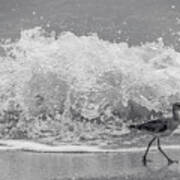 Sandpiper Splash Venice Florida Poster