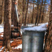 Sap Cans On Maple Trees In Hollis New Hampshire Poster