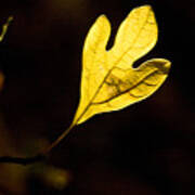 Sassafras Leaf Aglow Poster