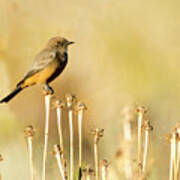 Say's Phoebe Poster